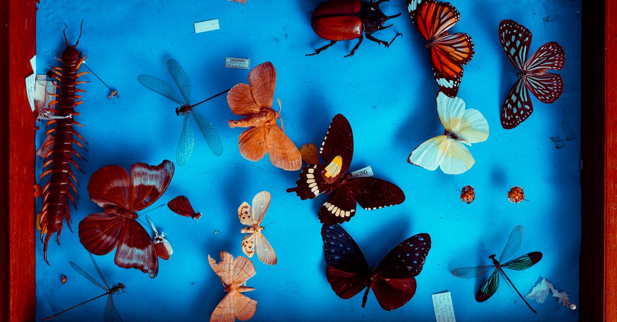For whom did Sally Bugs work? - Multicolored Butterflies Taxidermy