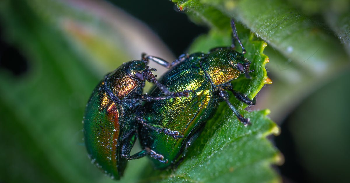 For whom did Sally Bugs work? - Two Green Beetles on Leaf