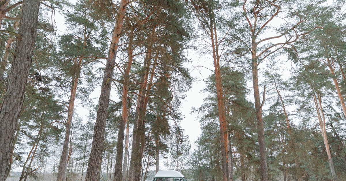 Forrest Gump v.s. Glenn Cunningham - any relation? - Camper Van Parked on a Forest with Tall Trees