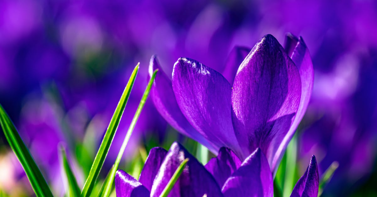 Genius Season 1, a confusion in a quote - Purple Crocus Flowers in Bloom