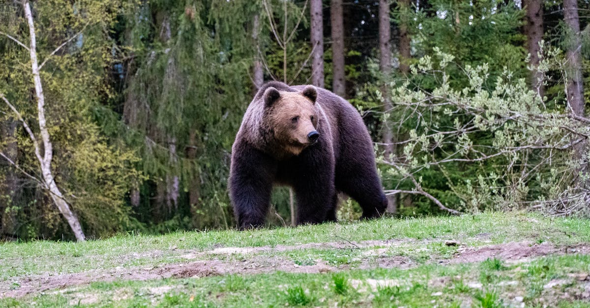 Genre of Banshee - Free stock photo of american black bear animal, animal, animal attack