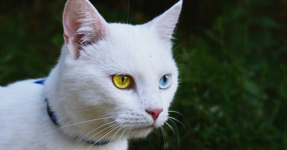 Genre (or category) of White Collar Series according to the image given? [closed] - Shallow Focus Photography of White Cat