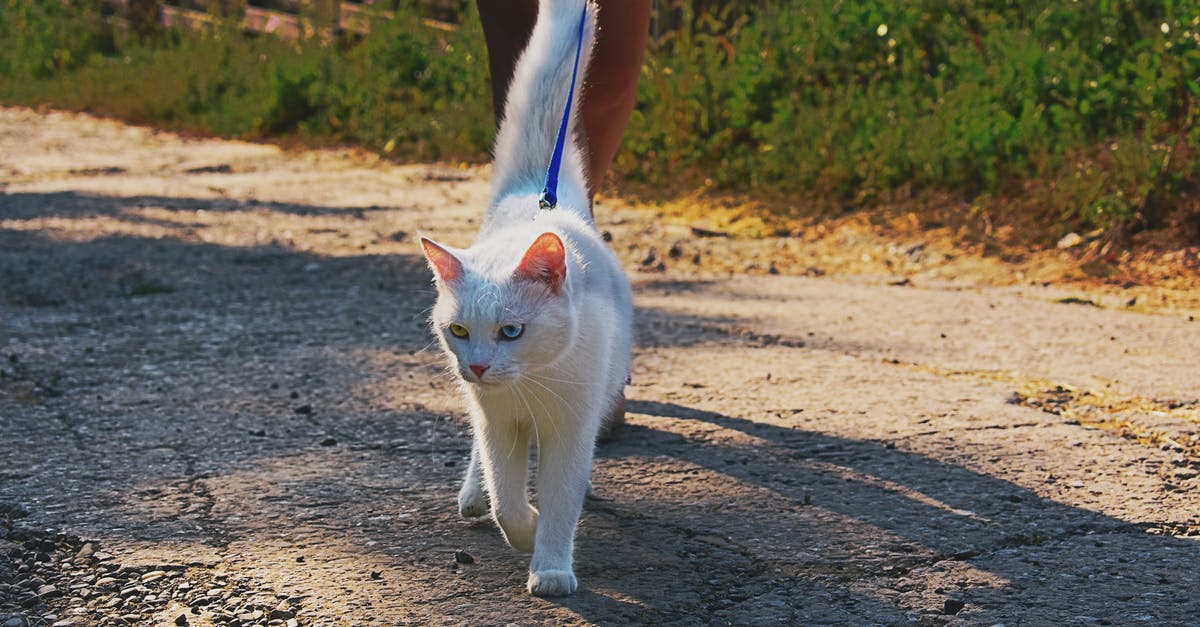 Genre (or category) of White Collar Series according to the image given? [closed] - Short-fur White Cat Walking With Person on Road