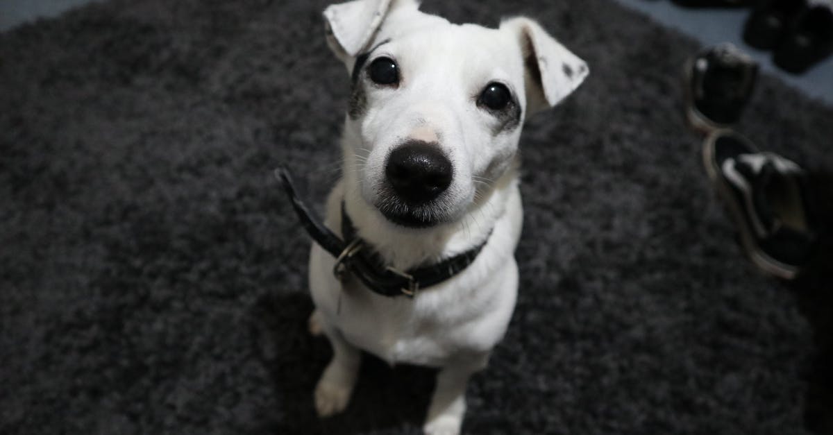 Genre (or category) of White Collar Series according to the image given? [closed] - White Jack Russel With Black Collar
