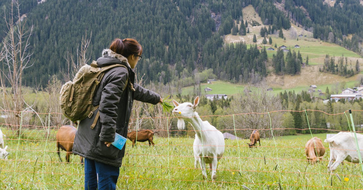 Goats in Brokeback Mountain - Woman Feeding Grass to Goat in Pasture