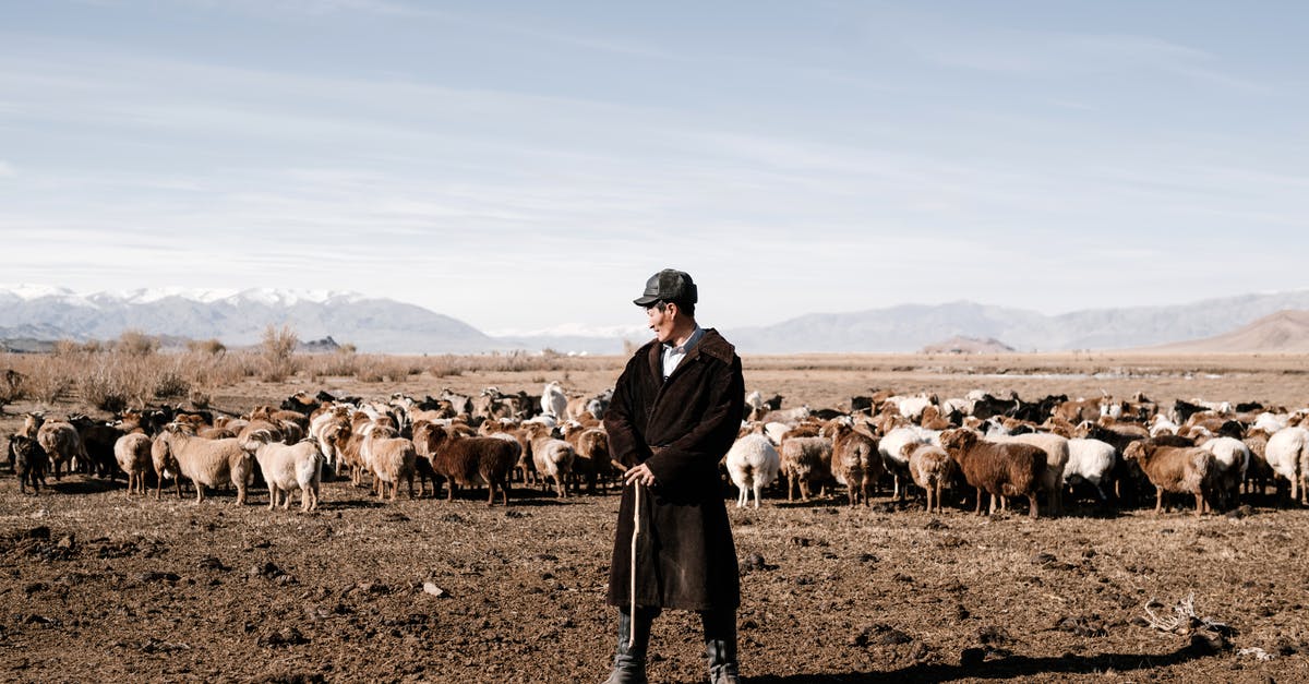 Goats in Brokeback Mountain - Herder Guarding Herd of Livestock in Far East Steppe