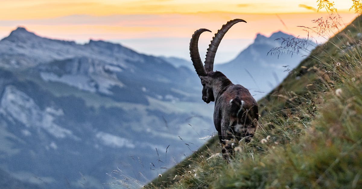 Goats in Brokeback Mountain - Brown Animal on Green Grass