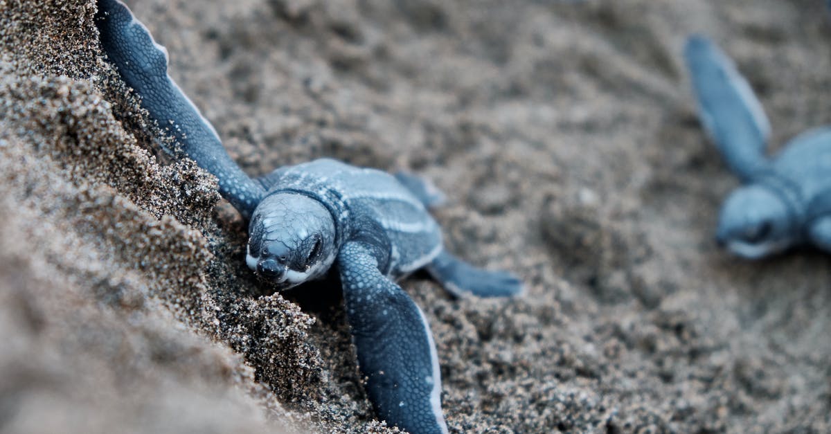 Ground sensors in Ocean's Eleven vault - Blue Turtles on Brown Sand