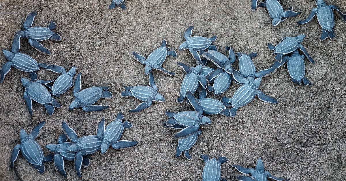 Ground sensors in Ocean's Eleven vault - A Group Of Blue Sea Turtles