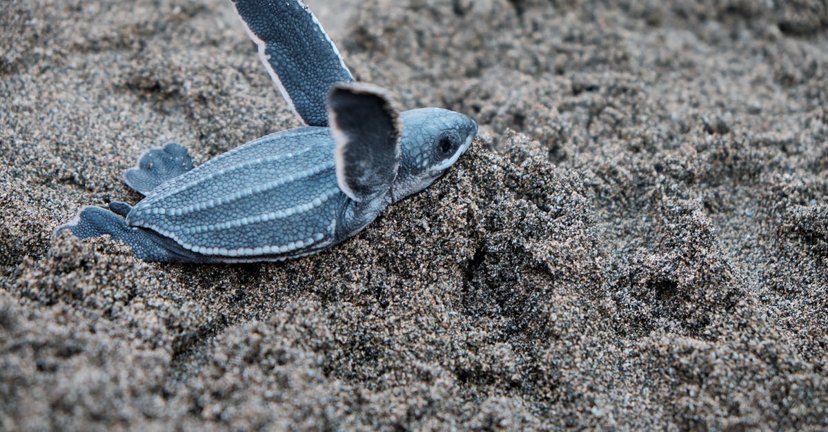 Ground sensors in Ocean's Eleven vault - A Blue Sea Turtle 