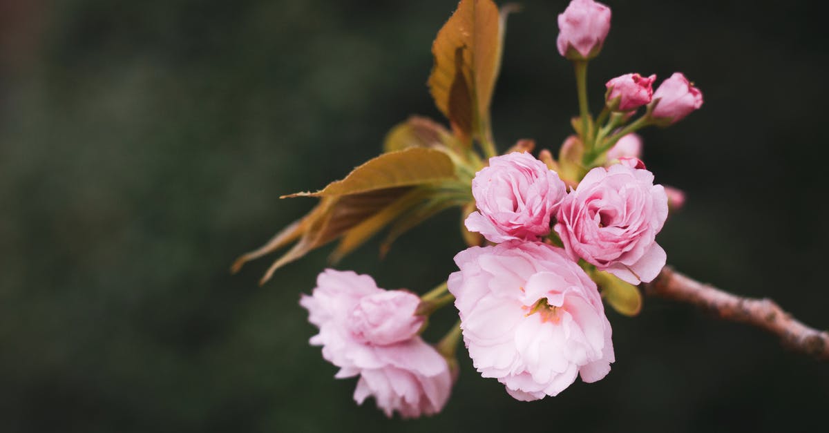 Has the denouement of Limitless been retconned? - Pink and White Flowers in Tilt Shift Lens