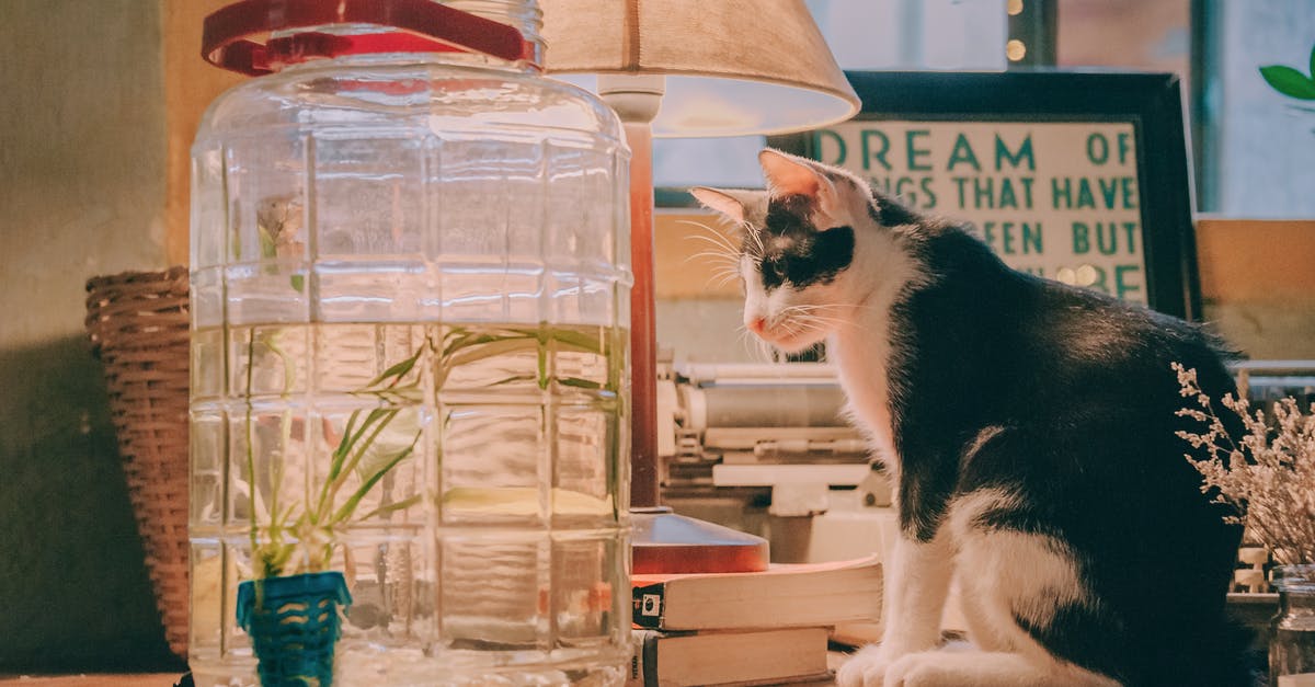 House MD s5 e18 Here Kitty. Was the cat real or CGI? - Black and White Cat Sitting Beside Clear Glass Beverage Dispenser, Table Lamp, and Books on Brown Wooden Table