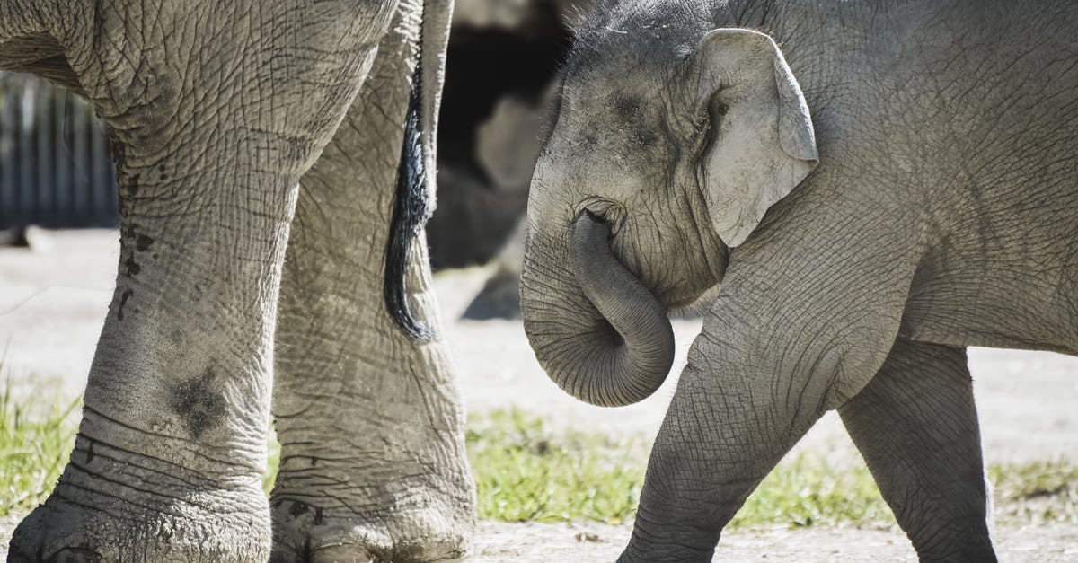 How accurately is the vision of an elephant depicted in the movie Dumbo 2019? - Gray Elephant Walking on Brown Sand