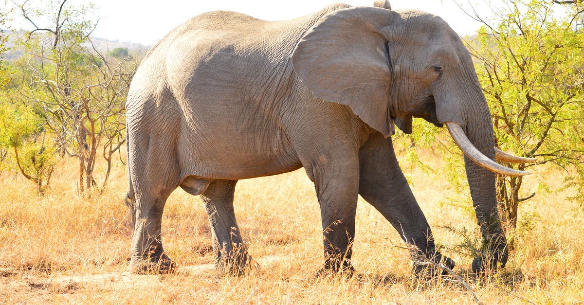 How accurately is the vision of an elephant depicted in the movie Dumbo 2019? - Elephant Walking on Brown Grass Field