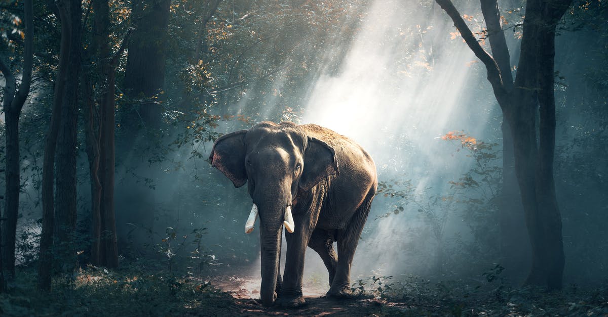 How accurately is the vision of an elephant depicted in the movie Dumbo 2019? - View of Elephant in Water