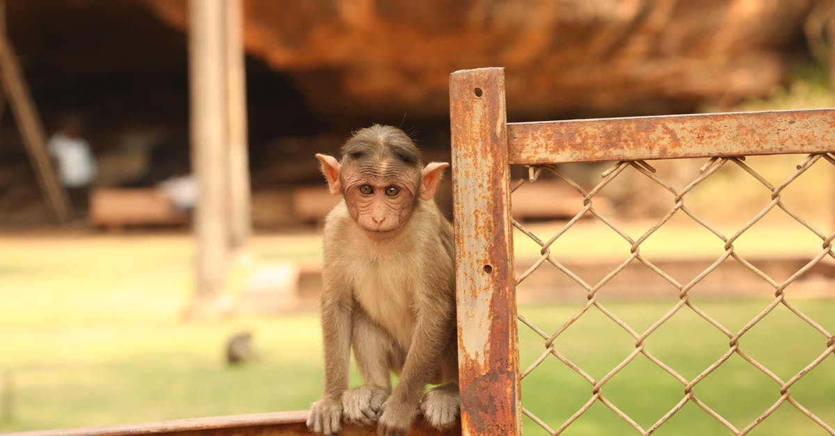How and when does the monkey in Pirates of the Caribbean get on the ship? - Brown Monkey Sitting on Brown Wooden Fence