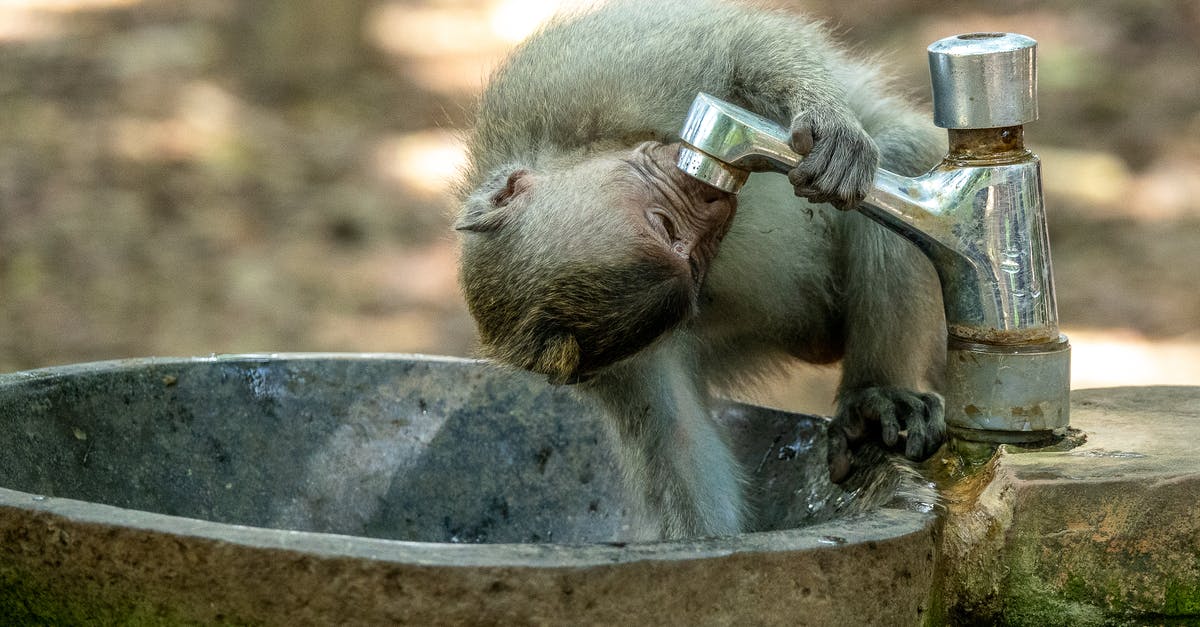 How and when does the monkey in Pirates of the Caribbean get on the ship? - Brown Monkey in Stainless Steel Sink