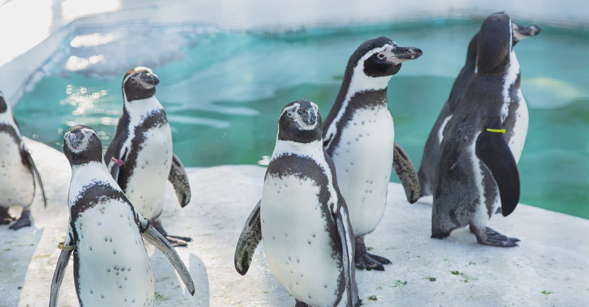 How can Kuzan (Aokiji) turn seawater into ice? - Colony of wild cute penguins gathering on snowy shore near cold seawater in daylight in sanctuary or natural habitat