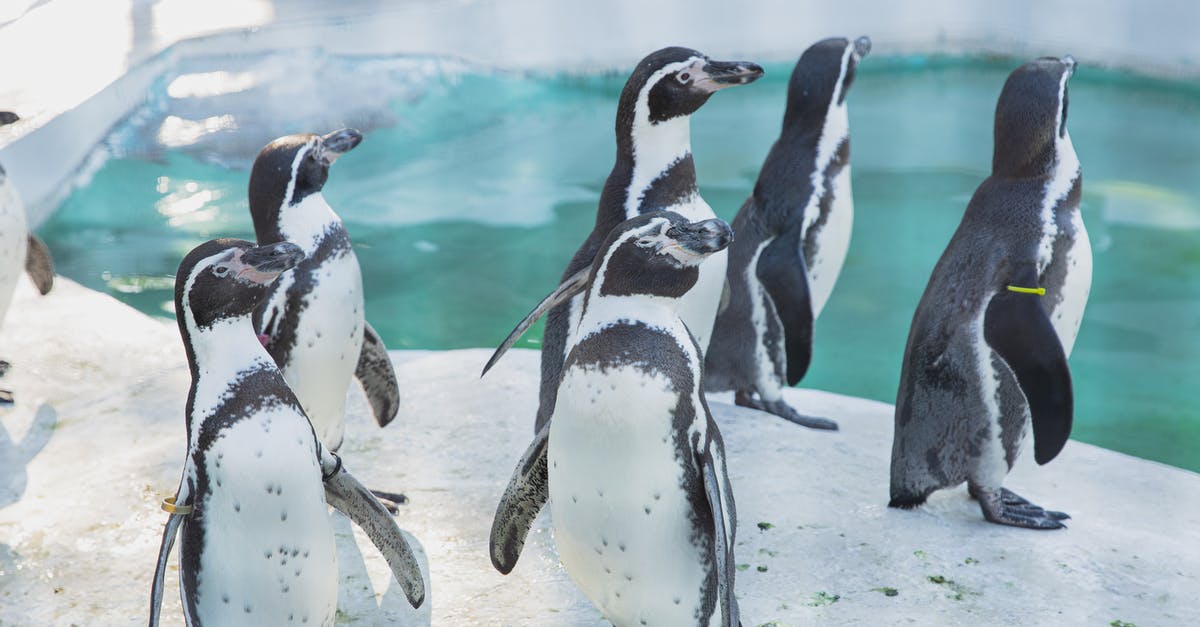 How can Kuzan (Aokiji) turn seawater into ice? - Colony of cute penguins gathering near water