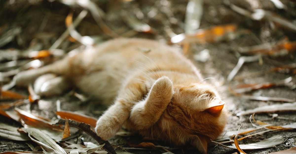 How could Harry and his friends survive the fall without the charm? - Ginger cat sleeping on ground in autumn