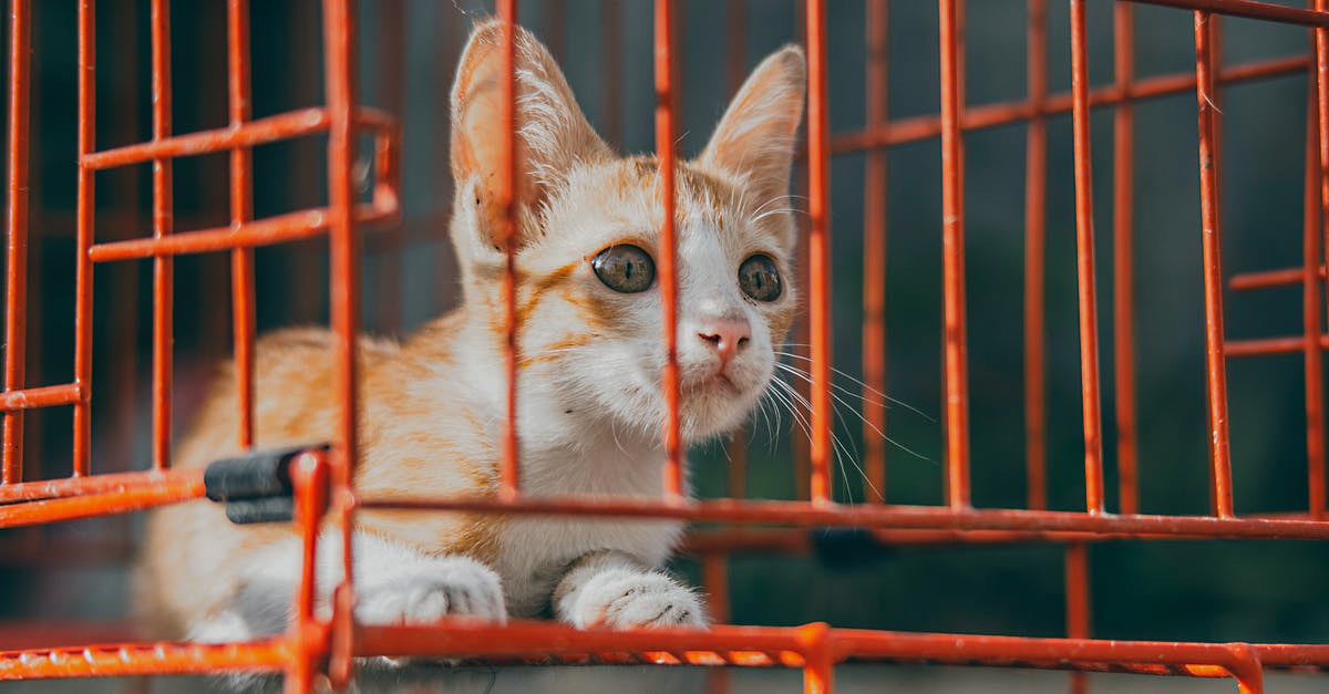 How could Major Cage be reset and experience the victory? [duplicate] - Orange Tabby Cat on Red Metal Fence