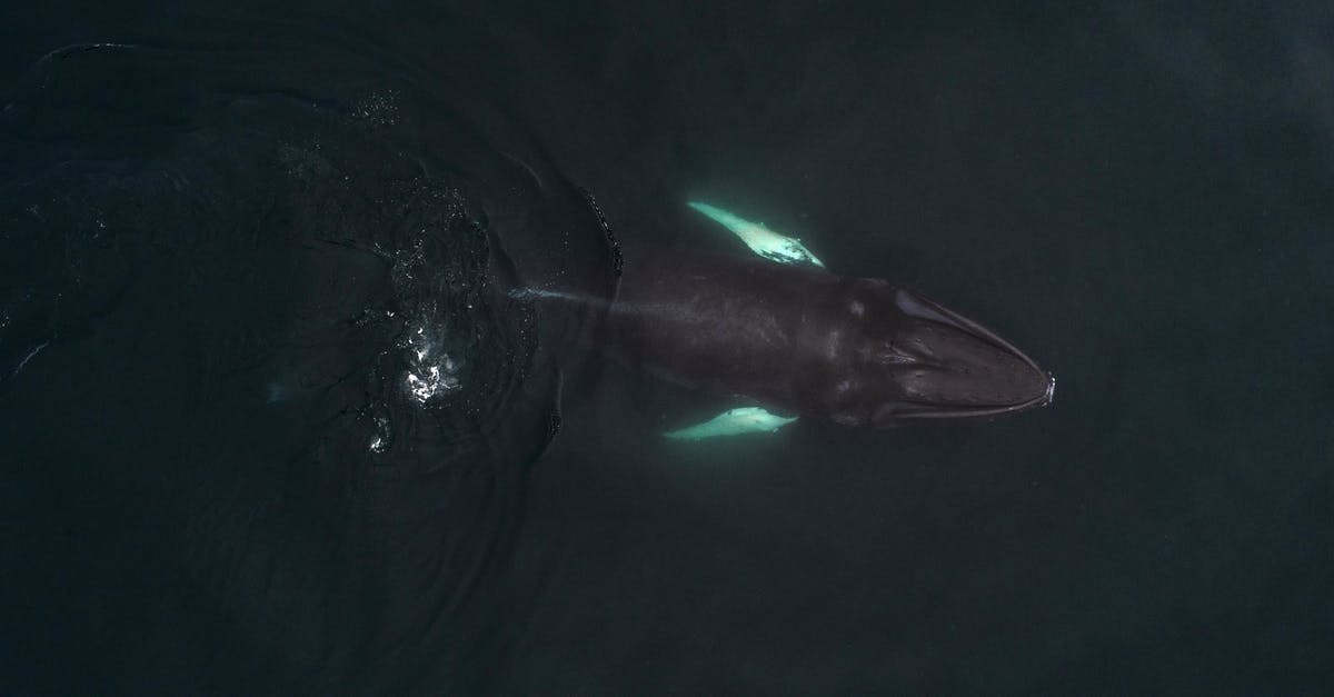 How deep is the hole in Sparta - Humpback whale swimming in deep sea