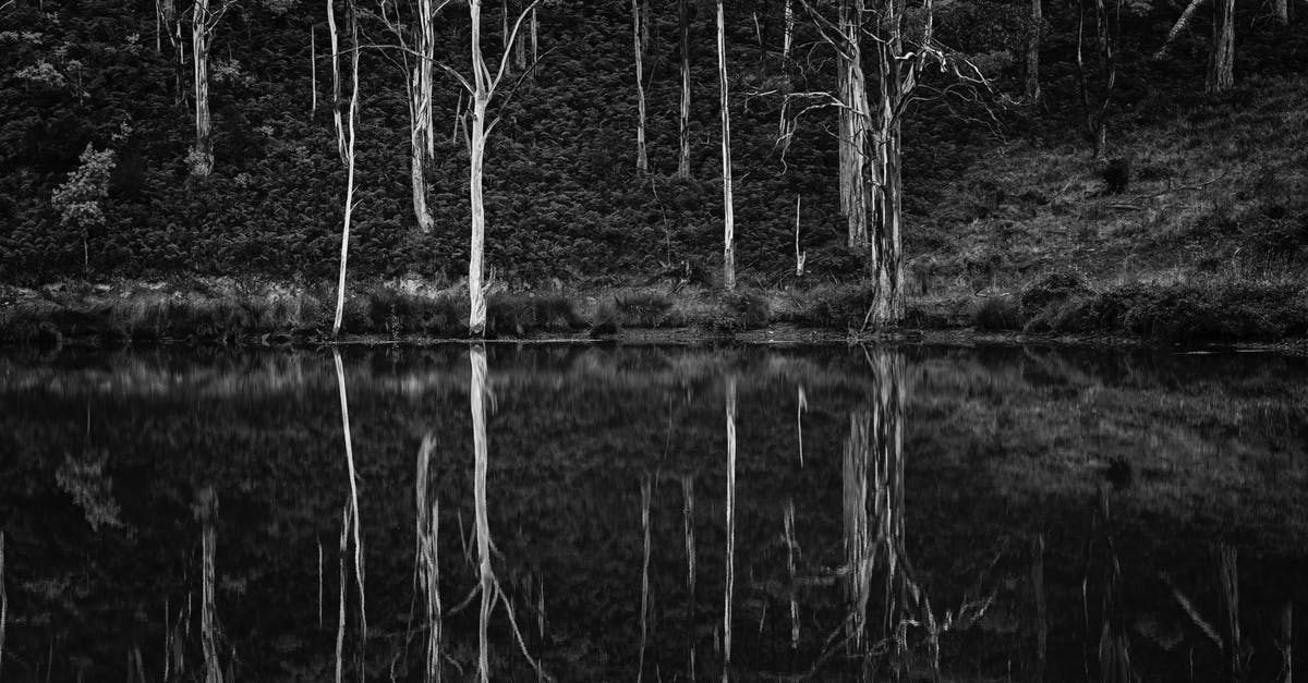 How did Andy know for sure that the tree in Buxton was still there after 19 years? - Grayscale Photo of Trees and Body of Water