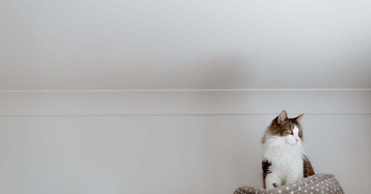 How did Annabelle disappear from the closet? - From below of cute fluffy cat sitting on cozy bed near white wall while looking away in house