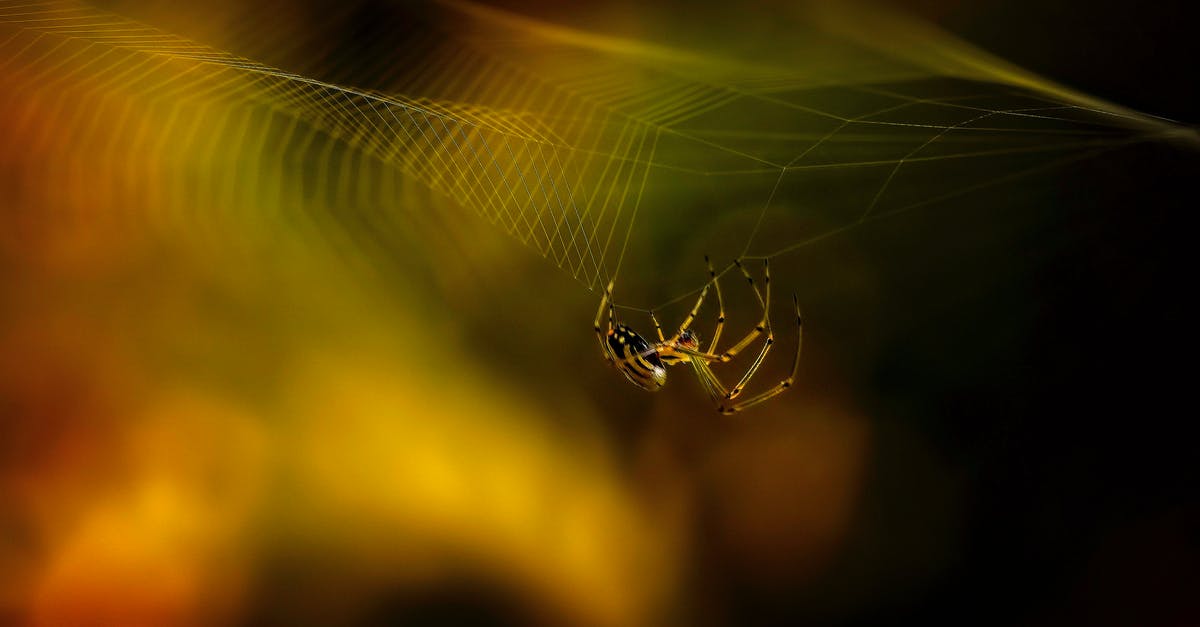 How did Apocalypse trap Quicksilver? - Brown Spider on Spider Web in Close Up Photography