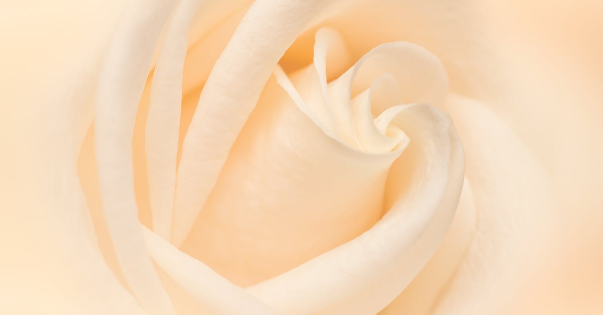 How did Bud White survive a shot in the chest in L.A. Confidential? - Closeup of gentle white bud of blossoming rose flower with pleasant tender petals forming abstract ornament