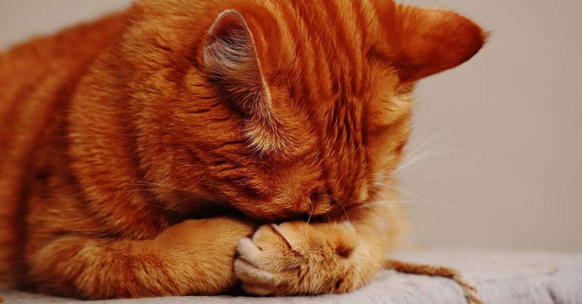 How did Charley Varrick know to hide? - Orange Tabby Cat hiding its Face 