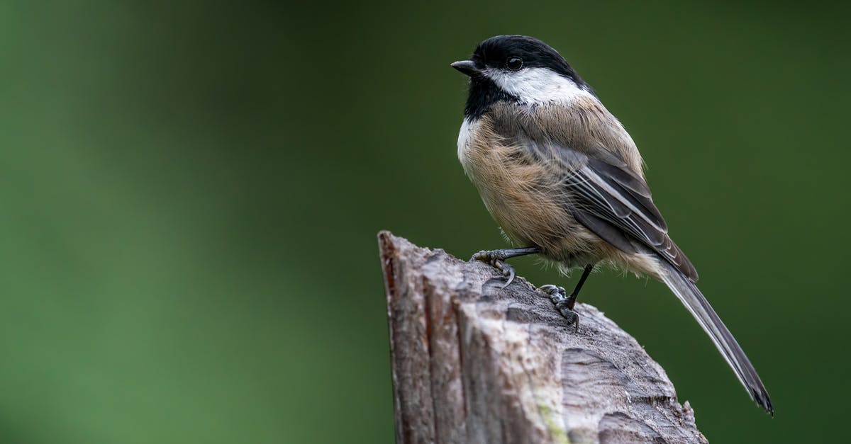 How did Conrad come back to life after the gunshot in "The Game"? - Small chickadee bird sitting on wooden surface in nature