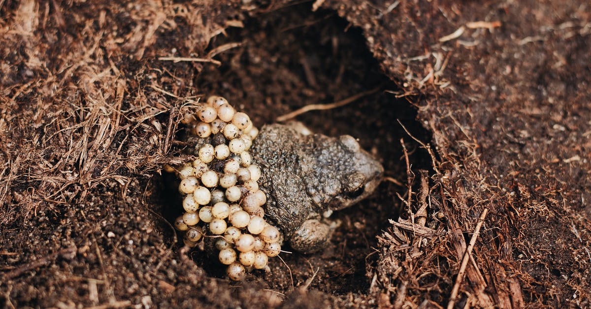 How did Conrad come back to life after the gunshot in "The Game"? - From above of male Midwife toad frog or Alytes obstetricans with fertilized eggs on back sitting on ground in nature