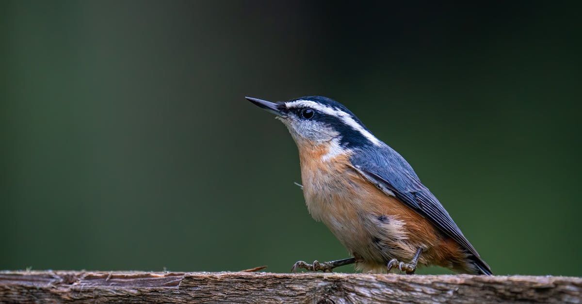 How did David come back to life for choosing dreams? - Eurasian nuthatch or wood nuthatch bird with blue and gray plumage with black and white stripes and orange belly sitting on wooden surface in nature in daytime