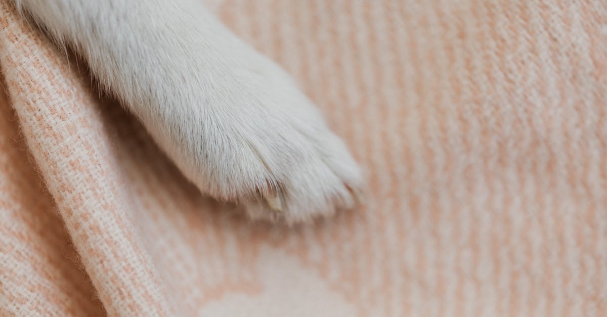 How did Dr. Linda come clean? - White Short Coated Dog Paw on Brown Textile