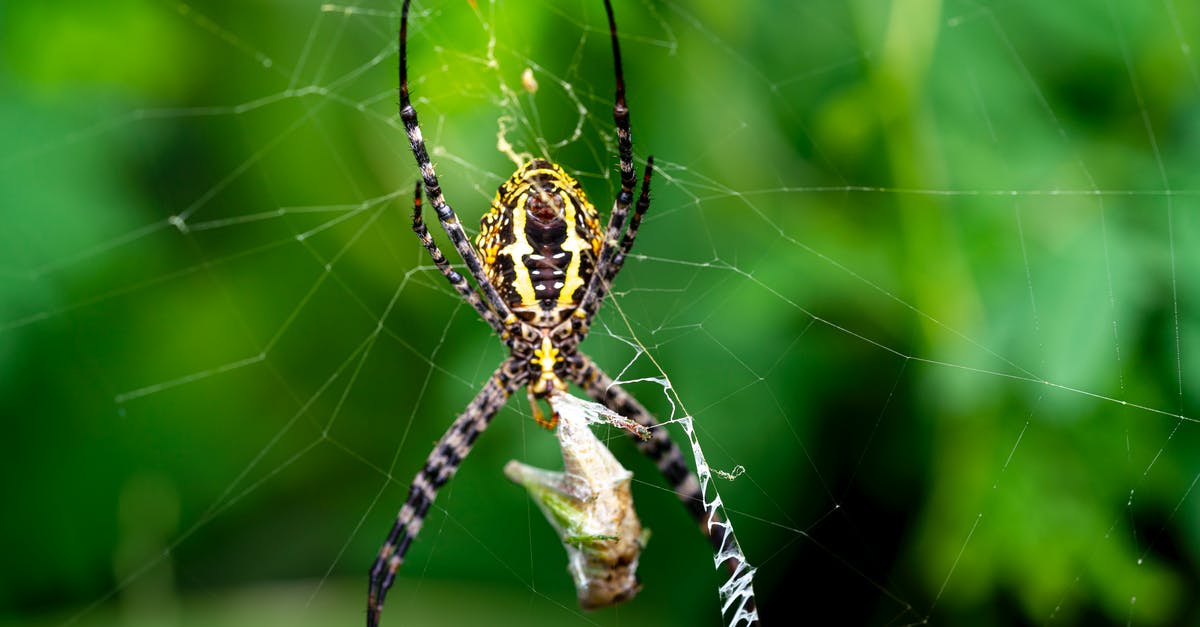How did Earth's poison plants come to the Predators' hunting planet? - Banded garden spider on web wrapping prey in cocoon
