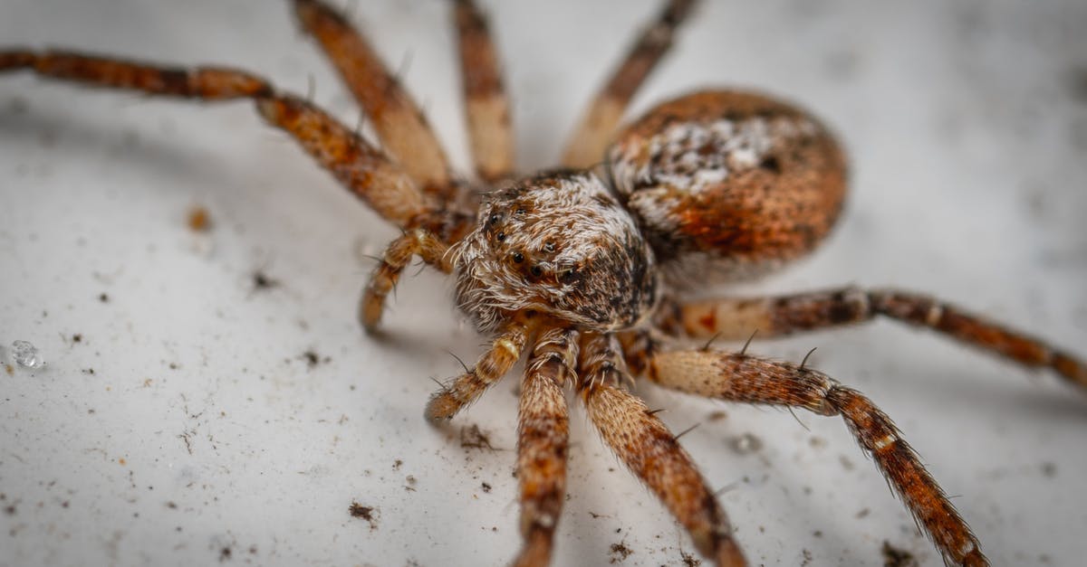 How did Earth's poison plants come to the Predators' hunting planet? - Wild Agelenopsis spider crawling on white surface