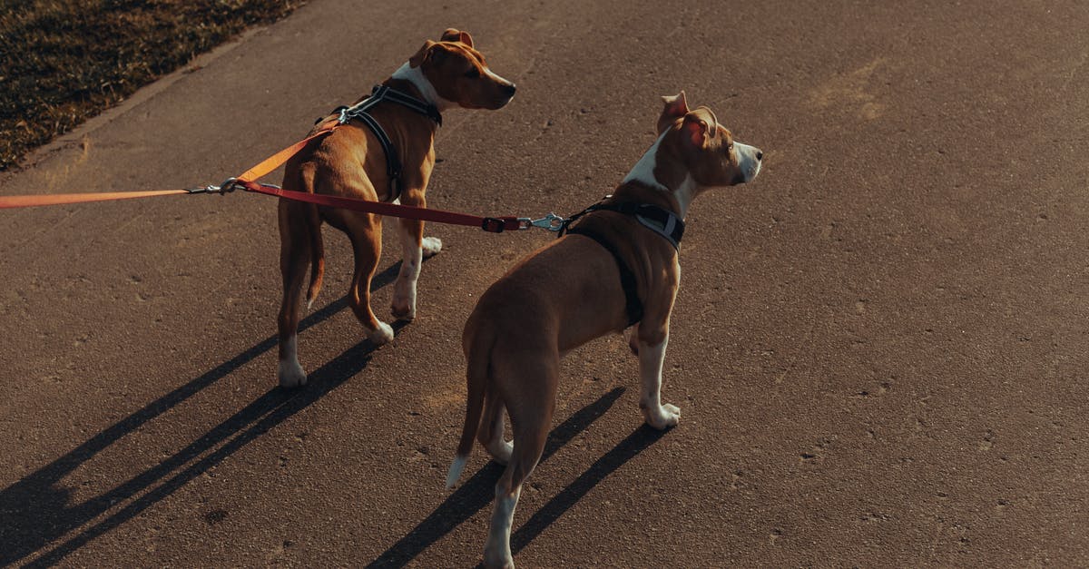 How did events lead this way? - Purebred dogs with leashes standing on asphalt path