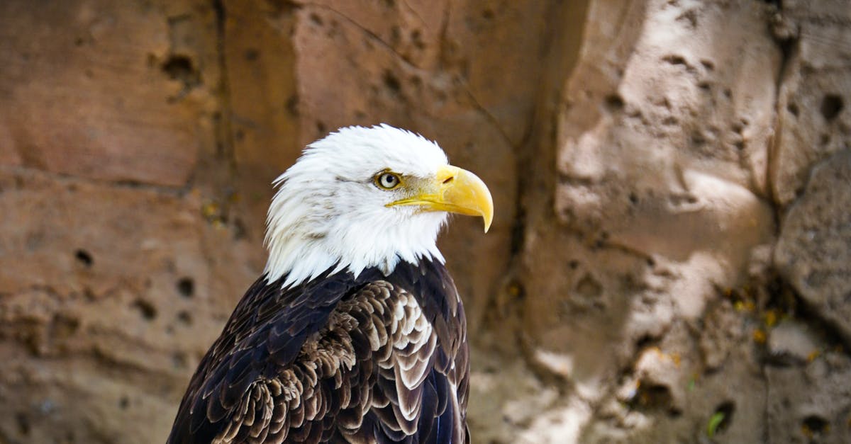 How did Gerard Butler resolve the ending of Hunter Killer? - Free stock photo of animal photography, avian, bald eagle
