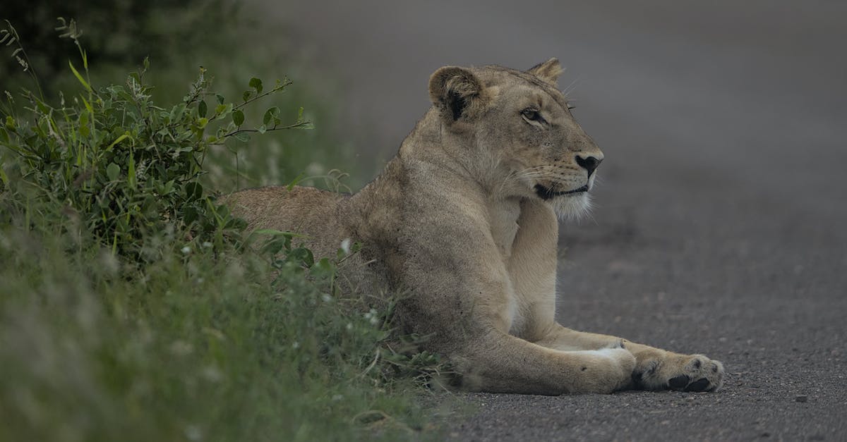 How did Gustave and Zero know that Agatha was in danger? - Lioness, Kruger National Park, South Africa