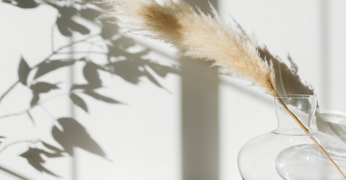 How did Hercule Poirot grow a moustache? - Dried pampas grass in glass vase placed on table against white wall with shadows