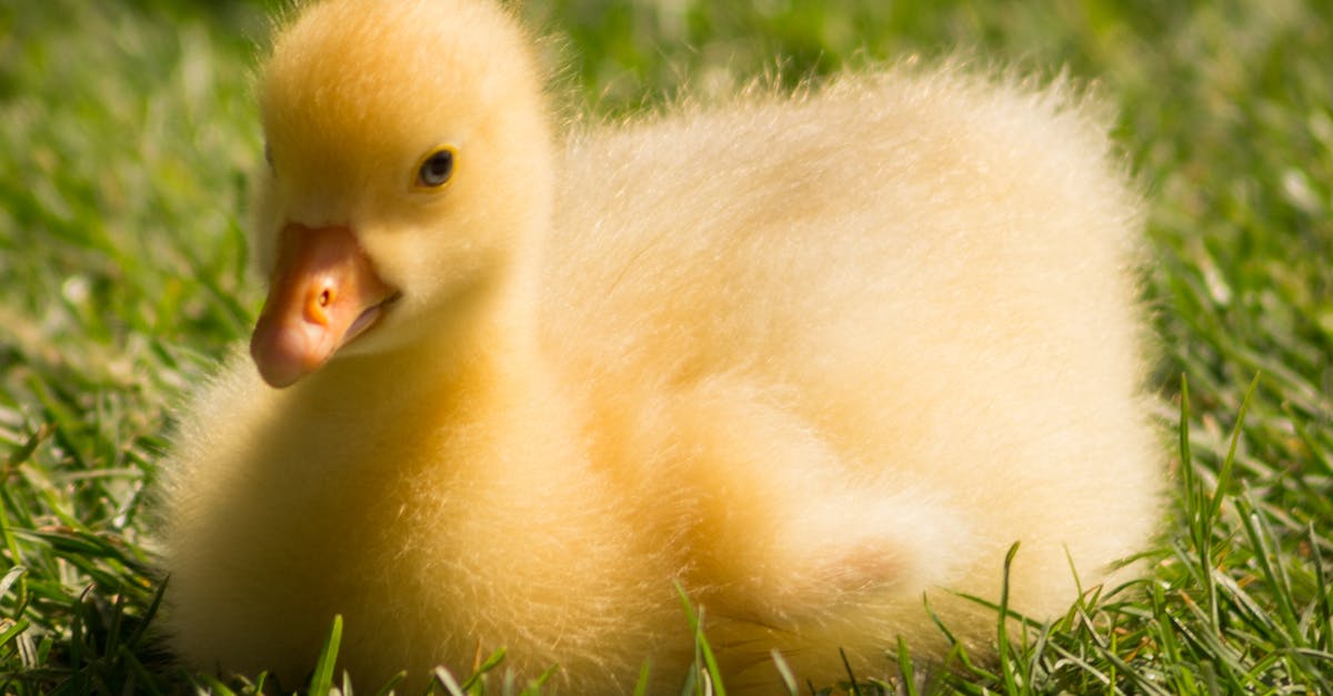 How did Joey & Chandler's Chick and Duck die? - Yellow Duckling on Green Grass