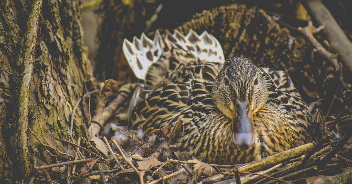 How did Joey & Chandler's Chick and Duck die? - Photo of Brown Mallard on Nest