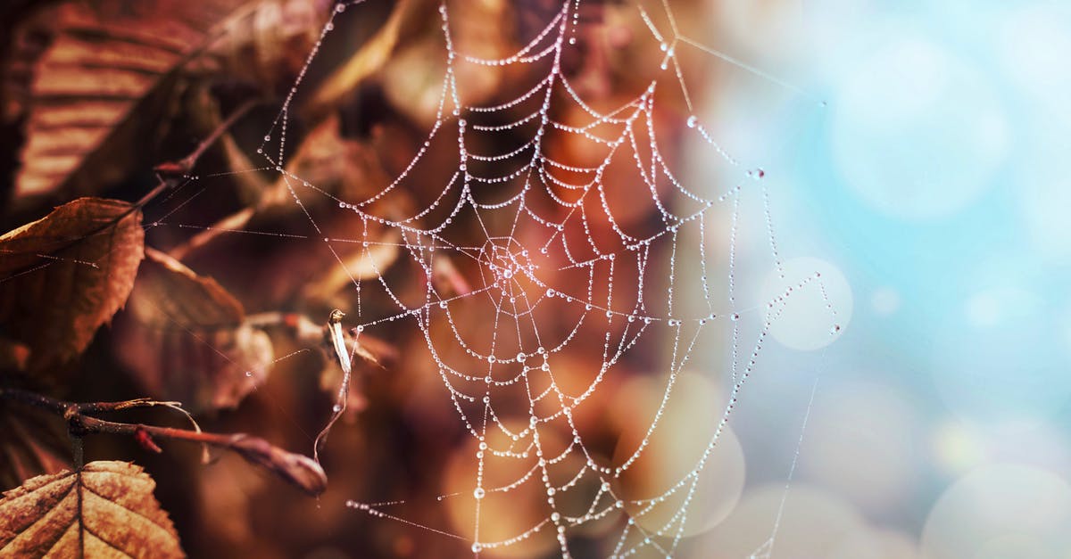How did Lacie's rating fall to a Zero? - Shallow Focus Photo of White Spiderweb