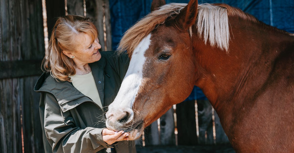 How did Mongo "punch" the horse? - Free stock photo of adult, barn, cavalry
