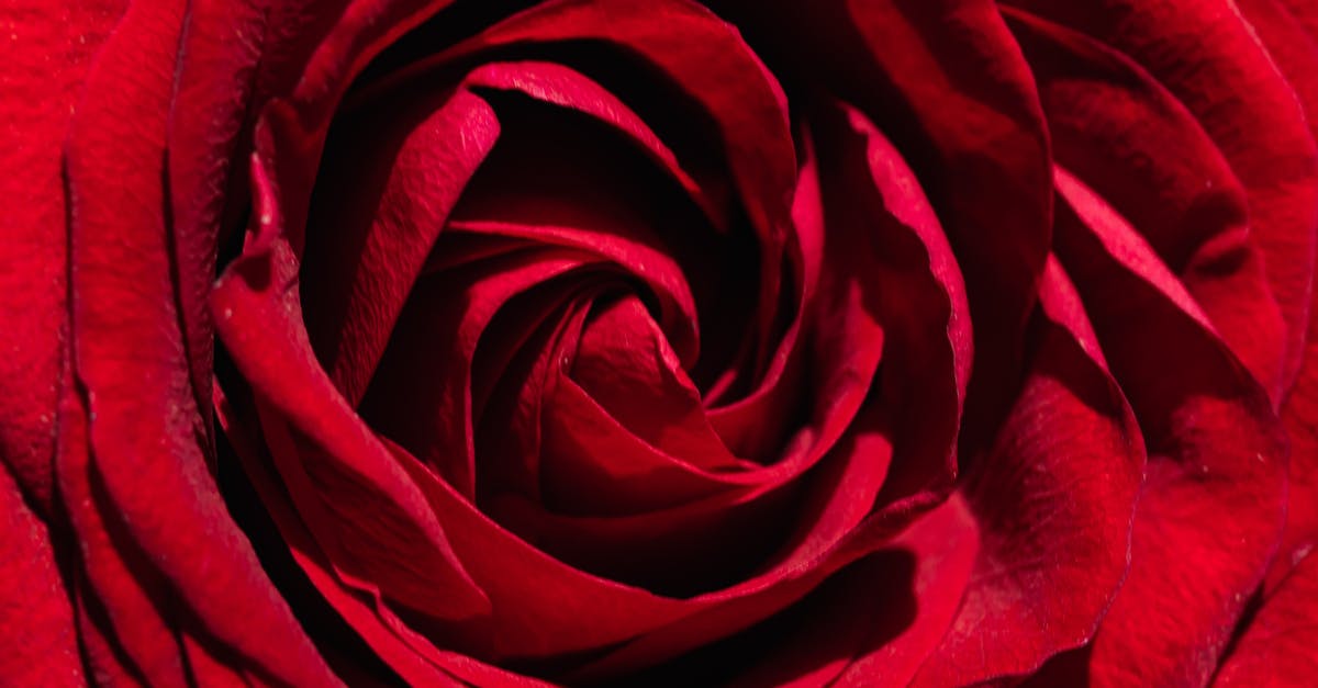 How did Rapunzel know her birthday? - Majestic surface of red rose bud