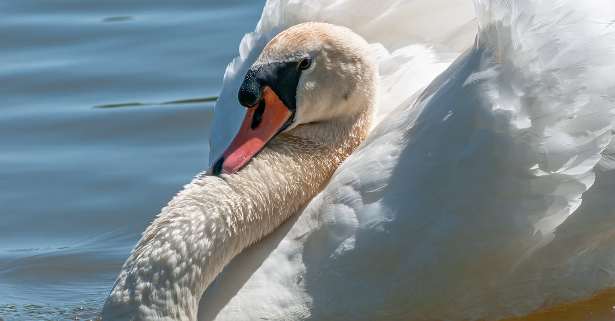 How did Richard get a [red] black eye at the end of Knives Out? - Side view of graceful swan with thin neck and red beak swimming with spread wings on rippled water in pond in daylight