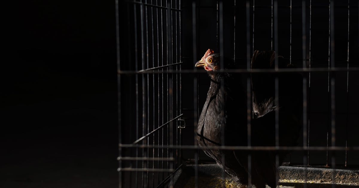 How did Richard get a [red] black eye at the end of Knives Out? - Side view of domestic pullet with pointed beak and black plumage with red comb on head standing on straw in hen house on black background