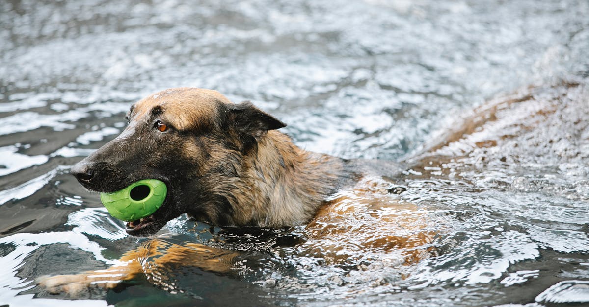 How did Seth Powers keep the ball spinning? - German Shepherd with ball swimming in pool
