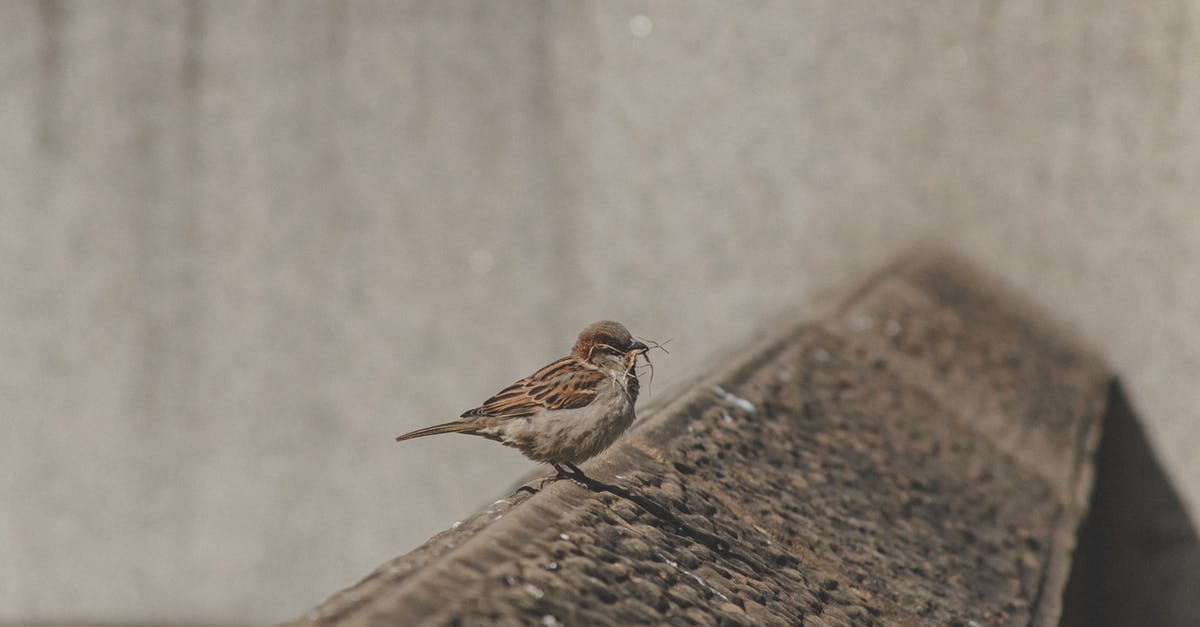 How did Sparrow know Turner was necessary? - Free stock photo of animal, bird, blur